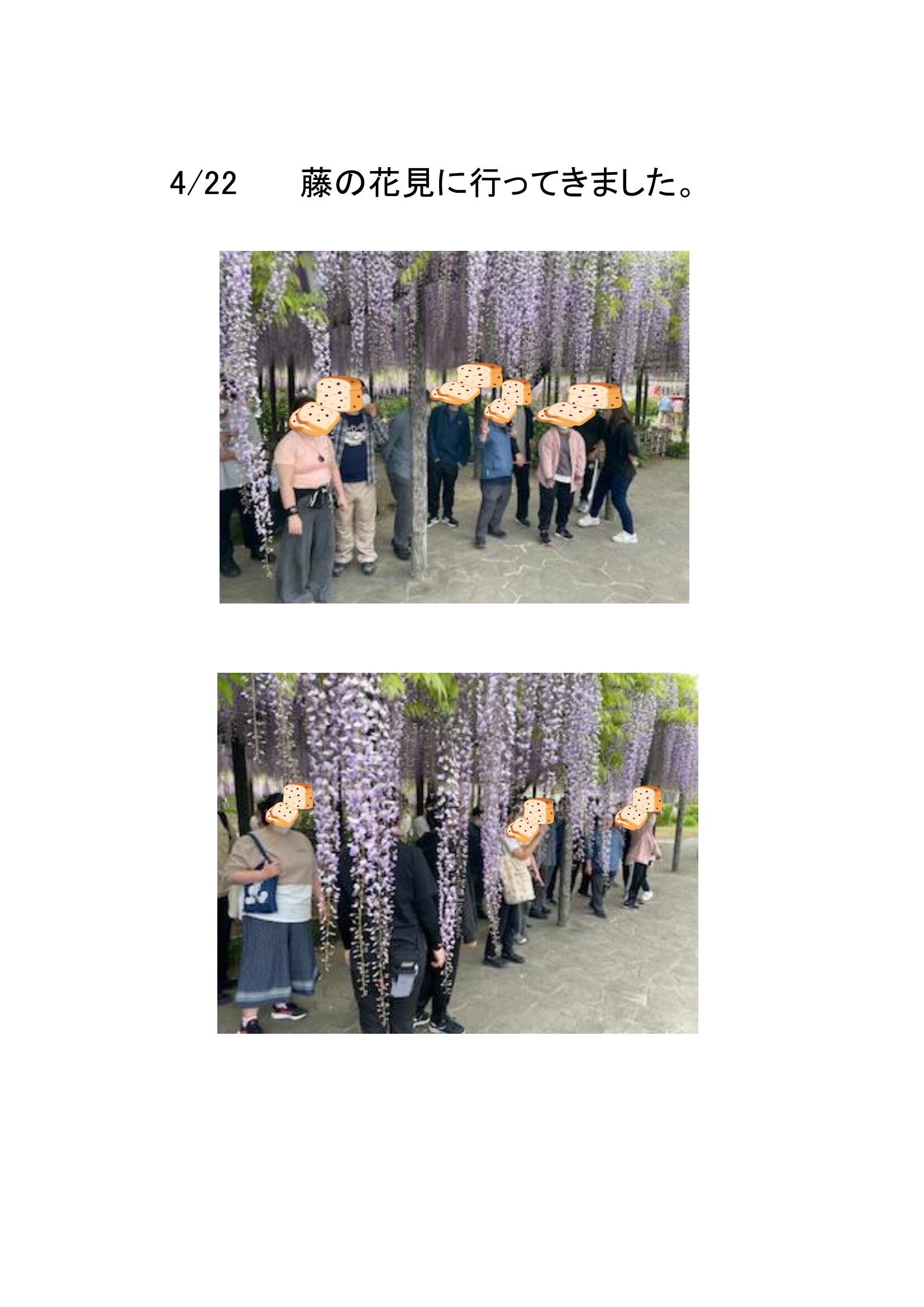 藤のお花見に行ってきました。